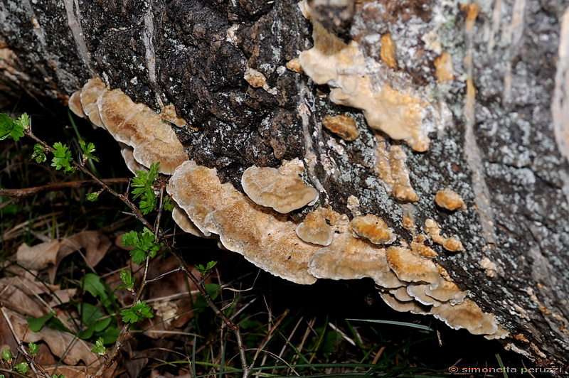 Aphyllophorales nella Tenuta di San Rossore